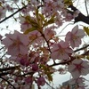 河津桜と散歩日和