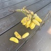 【石垣島】島バナナの実がなってたよ♪