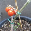 ミニトマト7週目