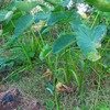 週末恒例の家庭菜園の様子