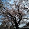 都心では桜が散っていたので羽村堰で花見