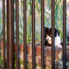 地元住宅街のねこさん