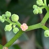 昆虫のレストラン