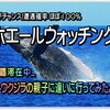 ホエールウォッチング (ザトウクジラ親子) に行ってみた！この時期がラストチャンス ♪  弾丸修行の空き時間でも那覇で ３~４時間程 時間が空けば”感動＆大興奮”間違いなし！