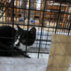 新入り子猫 ＆ お礼