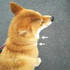 首のもふもふが～ごっそり！