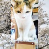 みかちゃんと今年の桜と