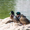 【写真】最近の写真撮影（2018/3/31)市場池公園その1