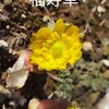 🏞️雪解け、そして春🌷🌷🌷