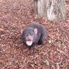 日本の多摩動物公園にも居たタスマニアデビル‼︎ 名前の由来や生体についてご紹介