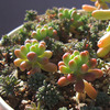 元気な多肉と綺麗な多肉