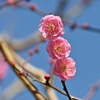 🌸小石川植物園　梅が開花しました😊