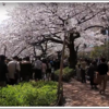 千鳥ケ淵公園の満開の桜　ダイナミックな桜の木の下をボートにのってデートしたい！