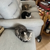 ねこ90話　ねことソファー