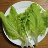 滝が流れる水槽の謎レタス、ついに収穫！