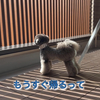 2022.4.22. 【もうすぐ帰ってくるって‼️ 】  Uno1ワンチャンネル宇野樹より