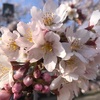 花見にGO! 桜でアトピー治る？