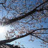 花見散歩　下北山スポーツ公園の桜