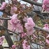 八重桜咲き始めました。