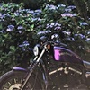 ７月のアジサイ～あじさい色なバイク
