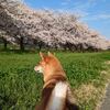 満開の桜を柴ちゃんとふたり占め 撮影秘話 今日の柴ちゃん250 毎日ご飯
