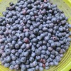 ブルーベリーの収穫
