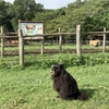 黒ポメ、レオンと那須高原🐕‍🦺、4日目　帰宅編