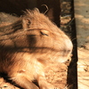 大宮公園小動物園に行ったらレンズ沼への入り口に立ってしまった。