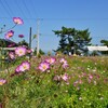 桜井沖浦のコスモス畑へ