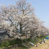 山口県の星の降るまち下松市（くだまつし）の桜祭り『切戸川 桜(OH)!桜(OH)!フェスタ』！