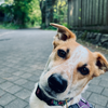 犬のおならが聞こえますか？