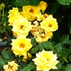 よしうみバラ公園のバラたち （67） ～ 花は心をあたためてくれる ～