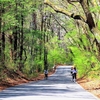 緑爽やか旧中山道