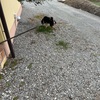 黒柴 🐶 つん