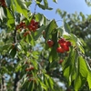 さくらんぼ狩り🍒