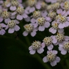 ７月２１日の花々