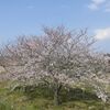 野良桜　佐倉市鹿島橋横の桜