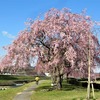千鳥川桜堤公園の枝垂れ桜　三草山遠望