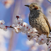 花散らしのヒヨドリ