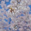 南蔵院のしだれ桜。