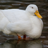 【写真】最近の写真撮影（2017/12/23）昆陽池公園その2