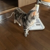 猫、縄張りに侵入して来る鳥達が気になって仕方ない