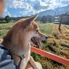 黒姫高原のコスモス園 犬OKのリフトに乗ってきた 柴ちゃんお誕生日旅行1