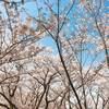 【開山公園でお花見】しまなみ海道にこんな桜の観光スポットがあったのか！