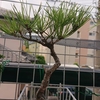 赤松に針金をかけました!!!