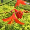 クロコスミアの赤い花