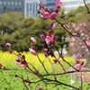 まんぼぅくん　浜離宮恩賜庭園　その7