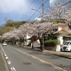 逗子の桜の名所・自宅の花壇の今