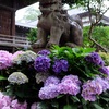 23.東京 白山神社 紫陽花