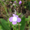 (342) Nuttallanthus canadensis